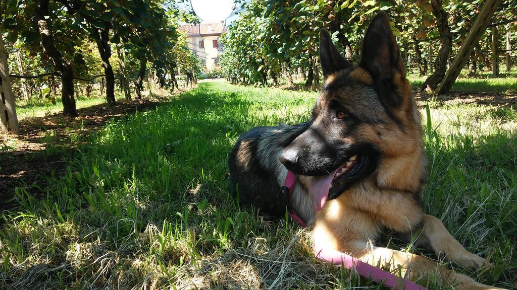 Agriturismo B&B Corte Tonolli Valeggio sul Mincio Exteriör bild
